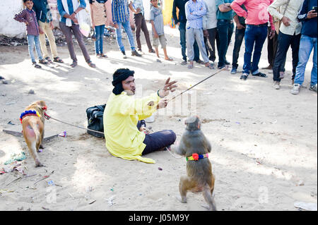 Scimmia dimostrano, pushkar fair, Rajasthan, India, Asia Foto Stock