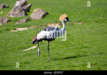 Crowned Crane che cammina in un prato verde in un parco animale Foto Stock