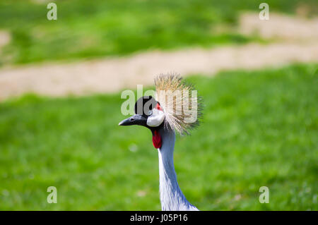 Crowned Crane che cammina in un prato verde in un parco animale Foto Stock