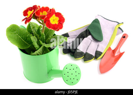 Primula rossa fiore in acqua può pot. guanti da giardino e spingere da parte. bianco sfondo isolato Foto Stock