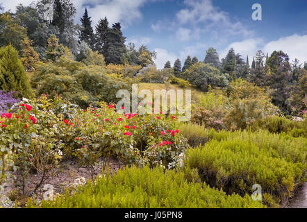 Nell'arboreto sulla collina in abbondante cespugli fioriti, rose rosse e altre piante tropicali. L'Arboreto di Sochi, Russia. Foto Stock