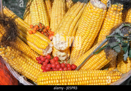 In occasione della fiera venduta frutta sulla pannocchia di mais, guarnita con frutti di bosco del monte ceneri e pallon di maggio. Presentato da vicino, vista dall'alto. Foto Stock