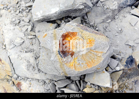 Fossile Amonite in calcare. trovato in Germania Foto Stock