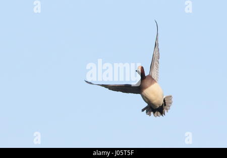 Solitario europeo Wigeon drake (Mareca penelope) in volo veloce Foto Stock