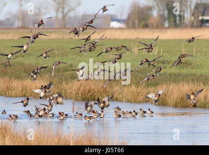 Grande gruppo di Wigeons europei (Mareca penelope) in volo, toccando giù Foto Stock