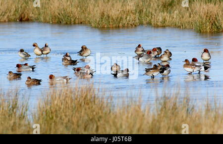 Grande gruppo di Wigeons europei (Mareca penelope) sul ghiaccio di un lago ghiacciato in inverno Foto Stock