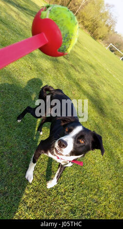 Border Collie cane in attesa nella speranza di recuperare una palla da tennis che sta per essere gettato Foto Stock