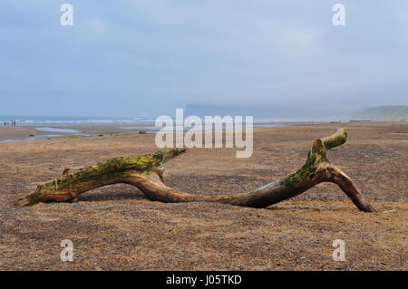 Driftwood presso la spiaggia Marske-per-il-Mare, Yorkshire, Regno Unito Foto Stock