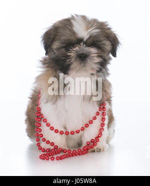 Femmina shih tzu cucciolo indossando cordone rosso collana su sfondo bianco Foto Stock