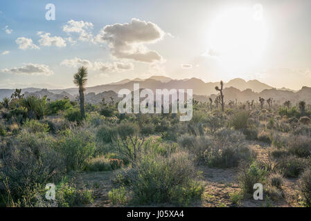 Paesaggio desertico al Joshua Tree National Park. California, Stati Uniti. Foto Stock