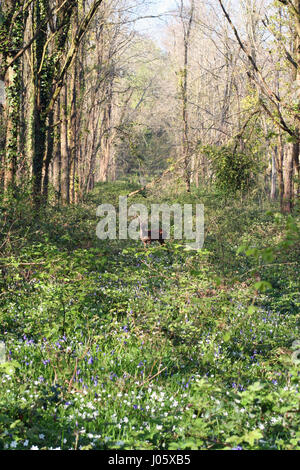 Cervi selvatici nella foresta Foto Stock