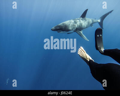 Mike folaghe immersioni con i grandi squali bianchi. Guarda il fantastico momento un amputato surfer è venuto faccia a faccia con uno squalo tigre per la prima volta dal momento che uno lo ha privato della sua gamba destra. Immagini incredibili e video show Mike folaghe, 37, immersioni con e come accarezzare squali tigre come egli offerte per passare dal terribile attentato di diciannove anni fa. Gli altri scatti sorprendenti mostrano Mike surf con un arto protesico mentre alcune immagini mostrano Mike come ha recuperato dal terribile incidente. Foto Stock