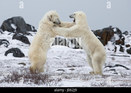 Spettacolari immagini di due maschio orsi polari combattere fuori come la neve cade sono state acquisite. La collezione di scatti mostra i due orsi in piedi durante il face off con una foto che mostra un orso scorrendo la zampa al suo rivale. Un'altra immagine mostra un orso tenendo gli altri in ciò che somiglia a una pelliccia headlock. Le immagini sono state scattate dal fotografo italiano Alessandro Beconi (32) in Mantioba, Canada. Foto Stock