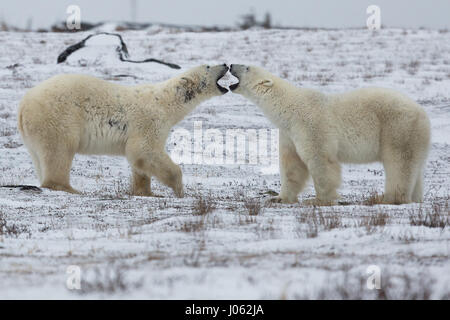 Spettacolari immagini di due maschio orsi polari combattere fuori come la neve cade sono state acquisite. La collezione di scatti mostra i due orsi in piedi durante il face off con una foto che mostra un orso scorrendo la zampa al suo rivale. Un'altra immagine mostra un orso tenendo gli altri in ciò che somiglia a una pelliccia headlock. Le immagini sono state scattate dal fotografo italiano Alessandro Beconi (32) in Mantioba, Canada. Foto Stock