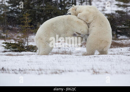 Spettacolari immagini di due maschio orsi polari combattere fuori come la neve cade sono state acquisite. La collezione di scatti mostra i due orsi in piedi durante il face off con una foto che mostra un orso scorrendo la zampa al suo rivale. Un'altra immagine mostra un orso tenendo gli altri in ciò che somiglia a una pelliccia headlock. Le immagini sono state scattate dal fotografo italiano Alessandro Beconi (32) in Mantioba, Canada. Foto Stock