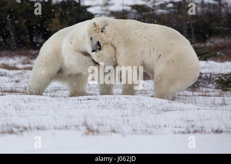 Spettacolari immagini di due maschio orsi polari combattere fuori come la neve cade sono state acquisite. La collezione di scatti mostra i due orsi in piedi durante il face off con una foto che mostra un orso scorrendo la zampa al suo rivale. Un'altra immagine mostra un orso tenendo gli altri in ciò che somiglia a una pelliccia headlock. Le immagini sono state scattate dal fotografo italiano Alessandro Beconi (32) in Mantioba, Canada. Foto Stock