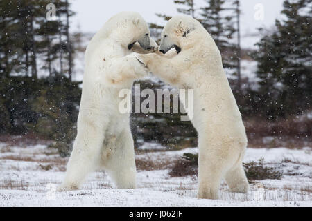 Spettacolari immagini di due maschio orsi polari combattere fuori come la neve cade sono state acquisite. La collezione di scatti mostra i due orsi in piedi durante il face off con una foto che mostra un orso scorrendo la zampa al suo rivale. Un'altra immagine mostra un orso tenendo gli altri in ciò che somiglia a una pelliccia headlock. Le immagini sono state scattate dal fotografo italiano Alessandro Beconi (32) in Mantioba, Canada. Foto Stock