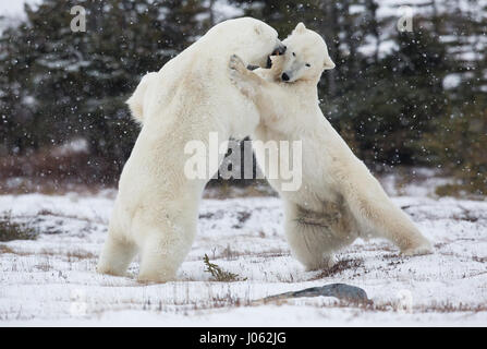 Spettacolari immagini di due maschio orsi polari combattere fuori come la neve cade sono state acquisite. La collezione di scatti mostra i due orsi in piedi durante il face off con una foto che mostra un orso scorrendo la zampa al suo rivale. Un'altra immagine mostra un orso tenendo gli altri in ciò che somiglia a una pelliccia headlock. Le immagini sono state scattate dal fotografo italiano Alessandro Beconi (32) in Mantioba, Canada. Foto Stock