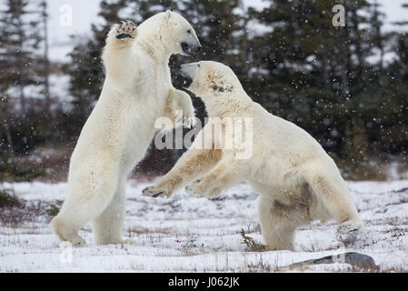 Spettacolari immagini di due maschio orsi polari combattere fuori come la neve cade sono state acquisite. La collezione di scatti mostra i due orsi in piedi durante il face off con una foto che mostra un orso scorrendo la zampa al suo rivale. Un'altra immagine mostra un orso tenendo gli altri in ciò che somiglia a una pelliccia headlock. Le immagini sono state scattate dal fotografo italiano Alessandro Beconi (32) in Mantioba, Canada. Foto Stock