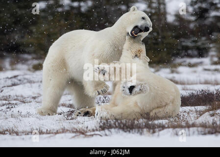 Spettacolari immagini di due maschio orsi polari combattere fuori come la neve cade sono state acquisite. La collezione di scatti mostra i due orsi in piedi durante il face off con una foto che mostra un orso scorrendo la zampa al suo rivale. Un'altra immagine mostra un orso tenendo gli altri in ciò che somiglia a una pelliccia headlock. Le immagini sono state scattate dal fotografo italiano Alessandro Beconi (32) in Mantioba, Canada. Foto Stock