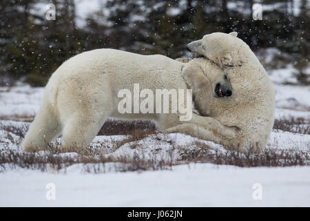 Spettacolari immagini di due maschio orsi polari combattere fuori come la neve cade sono state acquisite. La collezione di scatti mostra i due orsi in piedi durante il face off con una foto che mostra un orso scorrendo la zampa al suo rivale. Un'altra immagine mostra un orso tenendo gli altri in ciò che somiglia a una pelliccia headlock. Le immagini sono state scattate dal fotografo italiano Alessandro Beconi (32) in Mantioba, Canada. Foto Stock