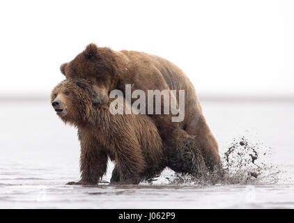 ALASKA, USA: due orsi bruni sono stati catturati godendo un romp sulla spiaggia. Il sopracciglio di sensibilizzazione le immagini mostrano il maschio e la femmina di Alaskan orso costiere arrivando ad un contatto vicino e personale a bordo dell'acqua. Altri simpatici immagini mostrano la madre portano a giocare con i suoi cuccioli come i piccoli fasci di fur lottano con la loro mamma. Il intimidire scatti sono state catturate dal fotografo canadese Marc Latremouille lungo la costa in Alaska. Foto Stock