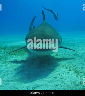 **Requisito - PER NON ESSERE PUBBLICATE SENZA CORREGGERE CREDITI FOTOGRAFICI** TIGER BEACH, BAHAMAS: il fiato le immagini hanno rivelato un impavido fotografo inglese arrivando ad un contatto vicino e personale con 1.000-pound squali tigre in Bahamas. La serie di immagini spettacolari show il fotografo di fronte al 13-piede-lungo la testa dello squalo e raggiungendo anche la sua mano verso il predatore mortale. Altri colpi di squali mostrare loro nuoto lungo il letto del mare e volentieri consentendo loro fotografie da adottare. Le spettacolari fotografie mostrano fotografo Chris Knight da Windsor, Regno Unito rilassante con SHA Foto Stock