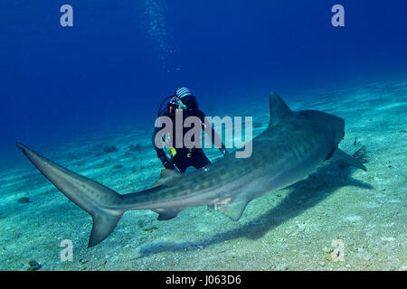 **Requisito - PER NON ESSERE PUBBLICATE SENZA CORREGGERE CREDITI FOTOGRAFICI** TIGER BEACH, BAHAMAS: il fiato le immagini hanno rivelato un impavido fotografo inglese arrivando ad un contatto vicino e personale con 1.000-pound squali tigre in Bahamas. La serie di immagini spettacolari show il fotografo di fronte al 13-piede-lungo la testa dello squalo e raggiungendo anche la sua mano verso il predatore mortale. Altri colpi di squali mostrare loro nuoto lungo il letto del mare e volentieri consentendo loro fotografie da adottare. Le spettacolari fotografie mostrano fotografo Chris Knight da Windsor, Regno Unito rilassante con SHA Foto Stock