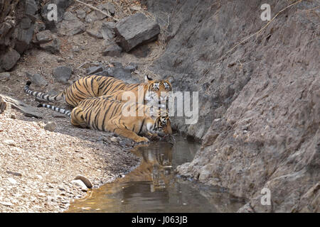 Due tigri selvatiche, madre e uno cresciuto cub, bere da un foro di acqua durante le estati calde e secche in Ranthambhore riserva della tigre, India. Foto Stock