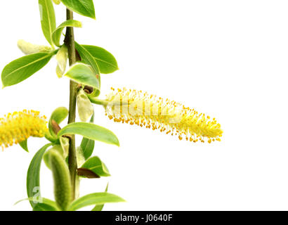 La molla ramoscelli di Willow con giovani foglie verdi e amenti gialli. Isolato su sfondo bianco con spazio di copia Foto Stock