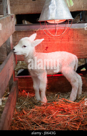 Agnello bianco sulla paglia sotto lampada di calore nel fienile della fattoria organica in paesi bassi Foto Stock