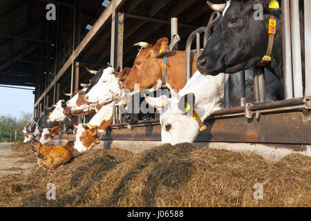 Pollo sorge fuori la stalla piena di mucche di alimentazione a organici fattoria olandese nei Paesi Bassi Foto Stock