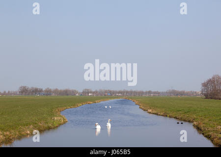 Cigni bianchi nel canale tra prati verdi nel cuore verde di holland tra Woerden e Mijdrecht sulla giornata di sole in primavera Foto Stock