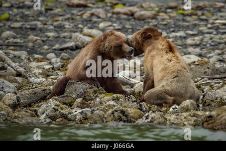 Due naughty bear cubs sono stati bloccati da un fotografo inglese condividere un segreto scherzo gli uni con gli altri come essi cercano di sussurrare fuori di orecchio colpo di mommy bear. Le immagini mostrano uno dei cubs lean in come se esso è tranquillamente parlare nell'altro orecchio come essi sembrano avere una risata e uno scherzo circa che cosa è stato detto. Il grizzly possono essere state parlando di 2014 Disney natura documentario "porta" che essi featured in. Le riprese sono state catturate dal fotografo Florida-basata scozzese Graham McGeorge mentre egli ha visitato la British Columbia, Canada. Foto Stock