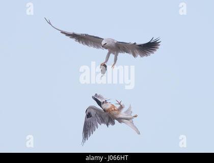 Due White-tailed Kites preda di exchange. Spettacolare azione colpi di due white-tailed Kites imparare a cacciare con la loro mamma sono stati catturati. Questi fiato immagini mostrano gli uccelli con garbo a scivolare attraverso l'aria come la loro madre li treni. Un altro colpo mostra il momento quando la mamma passa il uccelli giovani un vole per cena - il tutto in pochi secondi. Le splendide foto sono state scattate da Thinh bui (58), un ingegnere di Fremont, USA mentre si visita il Rancho San Antonio preservare a Cupertino, in California. Le riprese sono state catturate come gli uccelli si librava più di 80 piedi da terra. Foto Stock