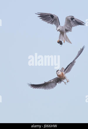 Due White-tailed Kites preda di exchange. Spettacolare azione colpi di due white-tailed Kites imparare a cacciare con la loro mamma sono stati catturati. Questi fiato immagini mostrano gli uccelli con garbo a scivolare attraverso l'aria come la loro madre li treni. Un altro colpo mostra il momento quando la mamma passa il uccelli giovani un vole per cena - il tutto in pochi secondi. Le splendide foto sono state scattate da Thinh bui (58), un ingegnere di Fremont, USA mentre si visita il Rancho San Antonio preservare a Cupertino, in California. Le riprese sono state catturate come gli uccelli si librava più di 80 piedi da terra. Foto Stock