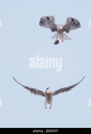 Due White-tailed Kites preda di exchange. Spettacolare azione colpi di due white-tailed Kites imparare a cacciare con la loro mamma sono stati catturati. Questi fiato immagini mostrano gli uccelli con garbo a scivolare attraverso l'aria come la loro madre li treni. Un altro colpo mostra il momento quando la mamma passa il uccelli giovani un vole per cena - il tutto in pochi secondi. Le splendide foto sono state scattate da Thinh bui (58), un ingegnere di Fremont, USA mentre si visita il Rancho San Antonio preservare a Cupertino, in California. Le riprese sono state catturate come gli uccelli si librava più di 80 piedi da terra. Foto Stock