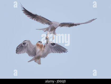 Due White-tailed Kites preda di exchange. Spettacolare azione colpi di due white-tailed Kites imparare a cacciare con la loro mamma sono stati catturati. Questi fiato immagini mostrano gli uccelli con garbo a scivolare attraverso l'aria come la loro madre li treni. Un altro colpo mostra il momento quando la mamma passa il uccelli giovani un vole per cena - il tutto in pochi secondi. Le splendide foto sono state scattate da Thinh bui (58), un ingegnere di Fremont, USA mentre si visita il Rancho San Antonio preservare a Cupertino, in California. Le riprese sono state catturate come gli uccelli si librava più di 80 piedi da terra. Foto Stock