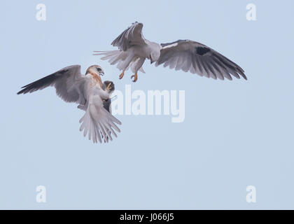 Due White-tailed Kites preda di exchange. Spettacolare azione colpi di due white-tailed Kites imparare a cacciare con la loro mamma sono stati catturati. Questi fiato immagini mostrano gli uccelli con garbo a scivolare attraverso l'aria come la loro madre li treni. Un altro colpo mostra il momento quando la mamma passa il uccelli giovani un vole per cena - il tutto in pochi secondi. Le splendide foto sono state scattate da Thinh bui (58), un ingegnere di Fremont, USA mentre si visita il Rancho San Antonio preservare a Cupertino, in California. Le riprese sono state catturate come gli uccelli si librava più di 80 piedi da terra. Foto Stock