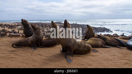 I leoni di mare sulla spiaggia (Cap cross Namibia) (il 16-01-2017) Foto Stock