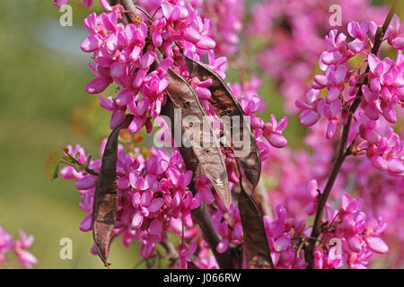 Albero di Giuda nome latino Cercis siliquastrum con viola o rosa shocking fiori che mostrano le cialde di sementi dalla famiglia di pisello di leguminose in primavera in Italia Foto Stock