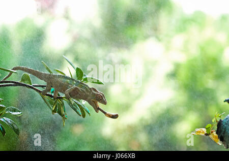 JAKARTA, Indonesia: con uno onnipotente splat questo affamato camaleonte ha mostrato solo la precisione con la quale è stato possibile essere quando ha colpito questo sfortunato dragonfly con la sua lingua appiccicosa. Visualizza le immagini in incredibili dettagli come la lucertola greedy quasi sembra essere sorridente alla sua preda prima di sparare la sua linguetta verso la libellula. Le foto scattate a pochi istanti dopo che mostra la linguetta balzare indietro e lo sventurato dragonfly andando giù per la berlina. La frazione di secondo momento la libellula era deglutite intere dalla Chameleon è stato catturato da finance manager Erni Wijaya (34) mentre ella sedeva in un parco nella sua città natale Foto Stock