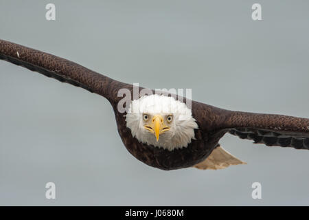 Spiaggia di ippoglosso, Alaska: foto di un aquila calva volare attraverso l'aria e cercando di morti sulla fotocamera. Il momento in cui un aquila calva ha dato il suo miglior blu acciaio-guardare dritto alla telecamera è stato strappato da un fotografo scozzese. Le immagini mostrano questo feroce cercando bird colpendo una posa e di essere colpito da tutti i suoi angoli migliori. Un altro snap è del maestoso uccello in volo per tutto il tempo a guardare nel la lente della fotocamera. Fotografo Graham McGeorge (44) che ora è basato in Florida ha viaggiato un epico cinque mille miglia a scattare questi incredibili Eagle Pictures presso la spiaggia di ippoglosso in Alaska. Foto Stock