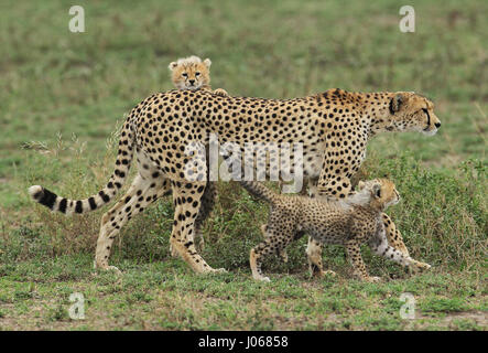 TANZANIA AFRICA: HEARTMELTING foto di adorabili cuccioli di ghepardo utilizzando la loro mamma torna come una piattaforma di lancio per le loro acrobazie aeree sono state acquisite. Un altro adorabile inquadratura appare come se il fotografo ha composto la famiglia selvatico insieme pronte per una foto perfetta ritratto di famiglia. Altre immagini mostrano la, tutti troppo carino, macchie cubs clambering oltre la loro mamma, play-combattendo insieme, andando di pattuglia nonché interrompere per un rapido avanzamento. Fotografo David Silverman (54) da Rhode Island, Stati Uniti d'America si è recato in Tanzania, in Africa per catturare questi incantevoli scatta di una famiglia di qualità di spesa tim Foto Stock