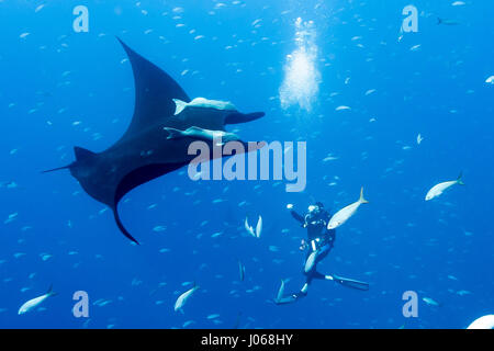 ROCA PARTIDA, Messico: Il Gigante manta ray nuota a fianco di un subacqueo. Spettacolari immagini subacquee di sedici-e-un-metà-piede largo Giant manta ray godendo di un massaggio di bolla la cortesia dei suoi visitatori umani sono stati catturati. La magnifica collezione di immagini mostra il gigante gentile tumbling e passando attraverso l'acqua, apparendo a mettere su uno spettacolo di danza per la premurosa i subacquei nelle vicinanze. Una sola immagine dimostra la vastità della creatura come sembra come se si erge fino alla faccia di un subacqueo in immersione. Un'altra immagine mostra l'animale elegante affiancato da due sidekicks pescoso. Le immagini incredibili che abbiamo Foto Stock