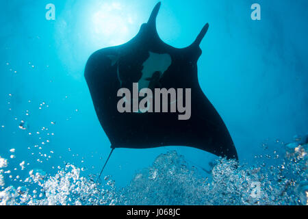 ROCA PARTIDA, Messico: Il Gigante manta ray nuoto attraverso l'oceano. Spettacolari immagini subacquee di sedici-e-un-metà-piede largo Giant manta ray godendo di un massaggio di bolla la cortesia dei suoi visitatori umani sono stati catturati. La magnifica collezione di immagini mostra il gigante gentile tumbling e passando attraverso l'acqua, apparendo a mettere su uno spettacolo di danza per la premurosa i subacquei nelle vicinanze. Una sola immagine dimostra la vastità della creatura come sembra come se si erge fino alla faccia di un subacqueo in immersione. Un'altra immagine mostra l'animale elegante affiancato da due sidekicks pescoso. Le immagini incredibili Foto Stock