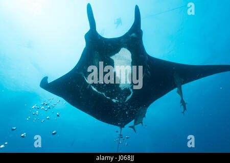 ROCA PARTIDA, Messico: Il Gigante manta ray nuoto attraverso l'oceano. Spettacolari immagini subacquee di sedici-e-un-metà-piede largo Giant manta ray godendo di un massaggio di bolla la cortesia dei suoi visitatori umani sono stati catturati. La magnifica collezione di immagini mostra il gigante gentile tumbling e passando attraverso l'acqua, apparendo a mettere su uno spettacolo di danza per la premurosa i subacquei nelle vicinanze. Una sola immagine dimostra la vastità della creatura come sembra come se si erge fino alla faccia di un subacqueo in immersione. Un'altra immagine mostra l'animale elegante affiancato da due sidekicks pescoso. Le immagini incredibili Foto Stock