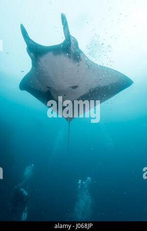 ROCA PARTIDA, Messico: Il Gigante manta ray nuoto attraverso l'oceano. Spettacolari immagini subacquee di sedici-e-un-metà-piede largo Giant manta ray godendo di un massaggio di bolla la cortesia dei suoi visitatori umani sono stati catturati. La magnifica collezione di immagini mostra il gigante gentile tumbling e passando attraverso l'acqua, apparendo a mettere su uno spettacolo di danza per la premurosa i subacquei nelle vicinanze. Una sola immagine dimostra la vastità della creatura come sembra come se si erge fino alla faccia di un subacqueo in immersione. Un'altra immagine mostra l'animale elegante affiancato da due sidekicks pescoso. Le immagini incredibili Foto Stock