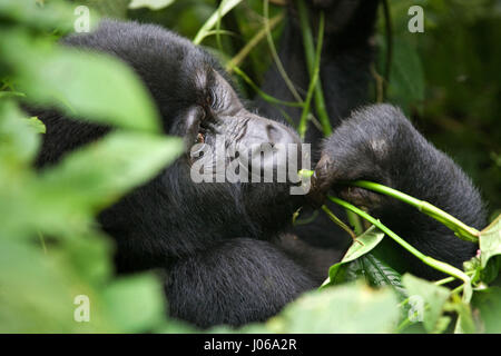 BWINDI NATIONAL PARK, UGANDA: un gorilla esercitava un grosso bastone come un arma come ha cercato di scongiurare un fotografo che diventava troppo stretta per il massimo comfort. Il scatto sorprendente mostra l'enorme tre cento e cinquanta-pound silverback tenere il bastone in un modo minaccioso come lui spara il fotografo un aspetto minaccioso come se dire, "perché io oughta". Altre immagini mostrano i gorilla in un molto più accomodanti umore come essi swing da filiali, mangimi e giocare con i loro piccoli. Alcuni capretti gorilla può essere visto mentire indietro su un ramo e rilassante come va il mondo da. Le foto sono state scattate dal fotografo di Mosca Foto Stock