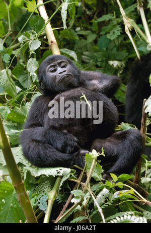 BWINDI NATIONAL PARK, UGANDA: un gorilla esercitava un grosso bastone come un arma come ha cercato di scongiurare un fotografo che diventava troppo stretta per il massimo comfort. Il scatto sorprendente mostra l'enorme tre cento e cinquanta-pound silverback tenere il bastone in un modo minaccioso come lui spara il fotografo un aspetto minaccioso come se dire, "perché io oughta". Altre immagini mostrano i gorilla in un molto più accomodanti umore come essi swing da filiali, mangimi e giocare con i loro piccoli. Alcuni capretti gorilla può essere visto mentire indietro su un ramo e rilassante come va il mondo da. Le foto sono state scattate dal fotografo di Mosca Foto Stock